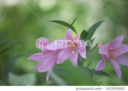 Pale lilies blooming in the dappled sunlight. Pale lilies blooming in the dappled sunlight. 141956981