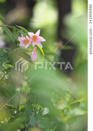 Pale lilies blooming in the dappled sunlight. Pale lilies blooming in the dappled sunlight. 141956986