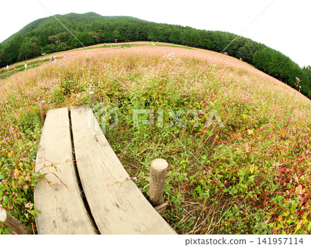 A pier in a field of red buckwheat flowers A pier in a field of red buckwheat flowers 141957114