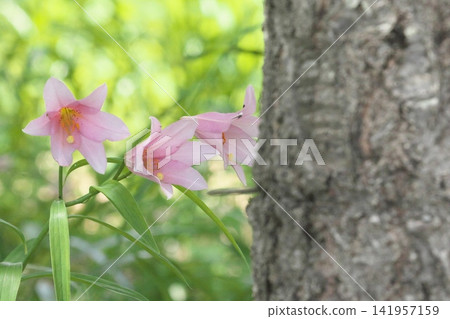 Pale lilies blooming in the dappled sunlight. Pale lilies blooming in the dappled sunlight. 141957159