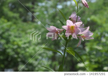 斑駁的陽光下,淡紫色的百合花盛開。 斑駁的陽光下,淡紫色的百合花盛開。 141957201