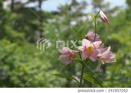 斑駁的陽光下,淡紫色的百合花盛開。 斑駁的陽光下,淡紫色的百合花盛開。 141957202