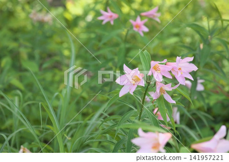斑駁的陽光下，淡紫色的百合花盛開。 141957221