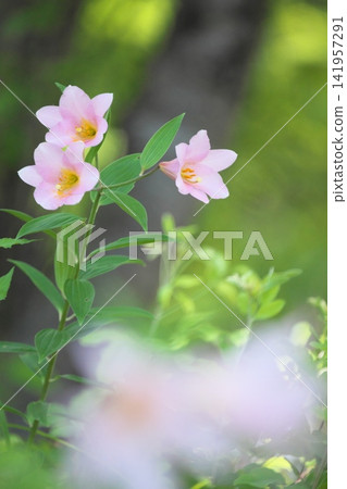 斑駁的陽光下,淡紫色的百合花盛開。 斑駁的陽光下,淡紫色的百合花盛開。 141957291