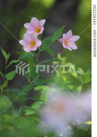 Pale lilies blooming in the dappled sunlight. Pale lilies blooming in the dappled sunlight. 141957292