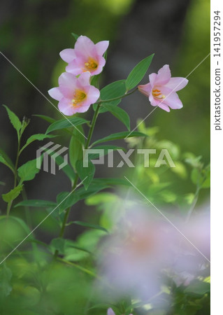 斑駁的陽光下,淡紫色的百合花盛開。 斑駁的陽光下,淡紫色的百合花盛開。 141957294