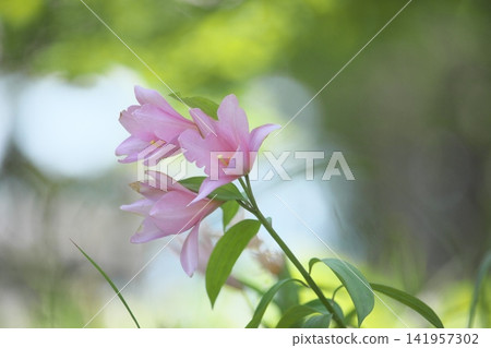 Pale lilies blooming in the dappled sunlight. Pale lilies blooming in the dappled sunlight. 141957302