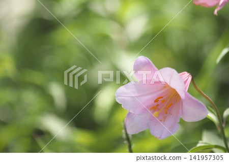 Pale lilies blooming in the dappled sunlight. Pale lilies blooming in the dappled sunlight. 141957305