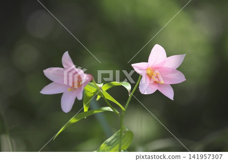 斑駁的陽光下,淡紫色的百合花盛開。 斑駁的陽光下,淡紫色的百合花盛開。 141957307