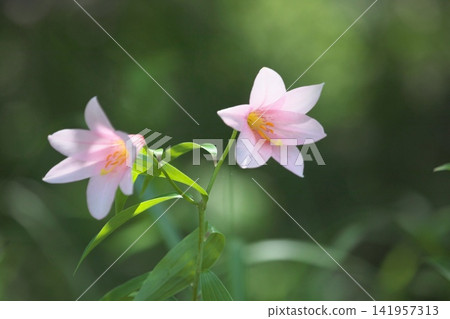 斑駁的陽光下,淡紫色的百合花盛開。 斑駁的陽光下,淡紫色的百合花盛開。 141957313