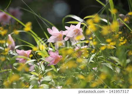 斑駁的陽光下,淡紫色的百合花盛開。 斑駁的陽光下,淡紫色的百合花盛開。 141957317