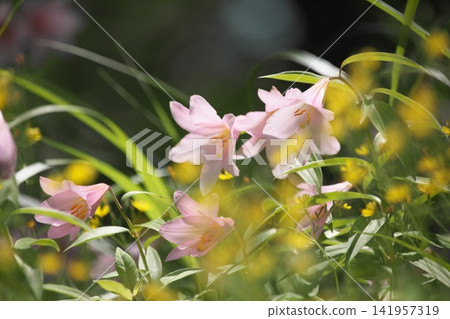 Pale lilies blooming in the dappled sunlight. Pale lilies blooming in the dappled sunlight. 141957319