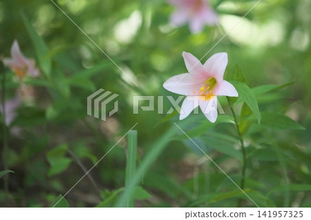 斑駁的陽光下,淡紫色的百合花盛開。 斑駁的陽光下,淡紫色的百合花盛開。 141957325