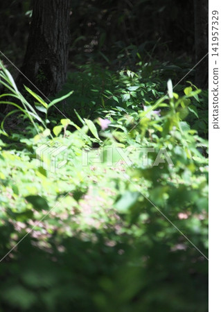 Pale lilies blooming in the dappled sunlight. Pale lilies blooming in the dappled sunlight. 141957329