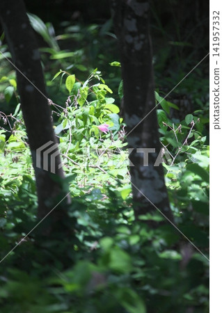 Pale lilies blooming in the dappled sunlight. Pale lilies blooming in the dappled sunlight. 141957332