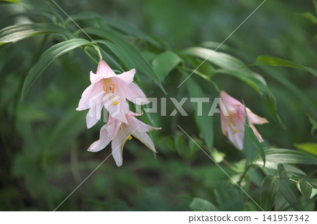 斑駁的陽光下,淡紫色的百合花盛開。 斑駁的陽光下,淡紫色的百合花盛開。 141957342