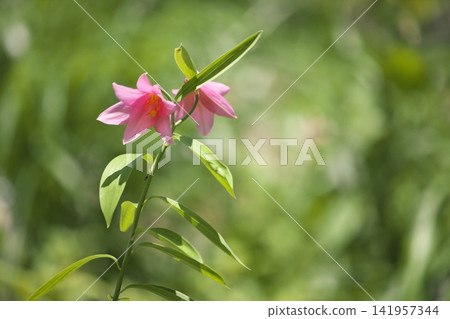 斑駁的陽光下,淡紫色的百合花盛開。 斑駁的陽光下,淡紫色的百合花盛開。 141957344