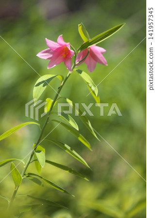 斑駁的陽光下,淡紫色的百合花盛開。 斑駁的陽光下,淡紫色的百合花盛開。 141957345