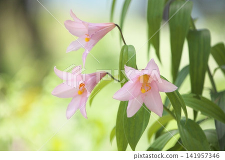 斑駁的陽光下,淡紫色的百合花盛開。 斑駁的陽光下,淡紫色的百合花盛開。 141957346