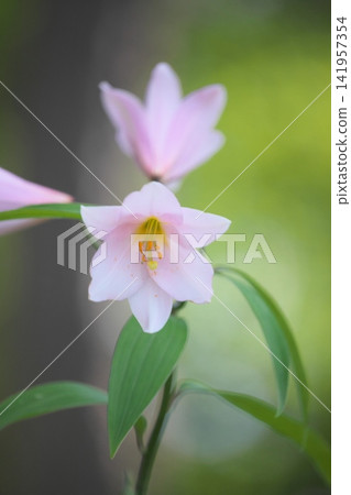 斑駁的陽光下,淡紫色的百合花盛開。 斑駁的陽光下,淡紫色的百合花盛開。 141957354