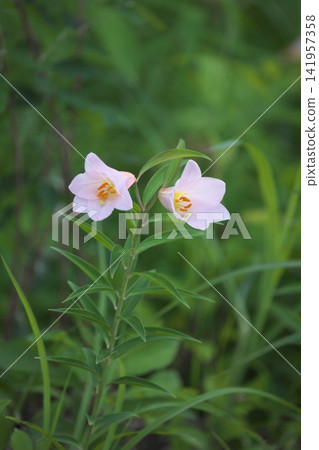 Pale lilies blooming in the dappled sunlight. Pale lilies blooming in the dappled sunlight. 141957358