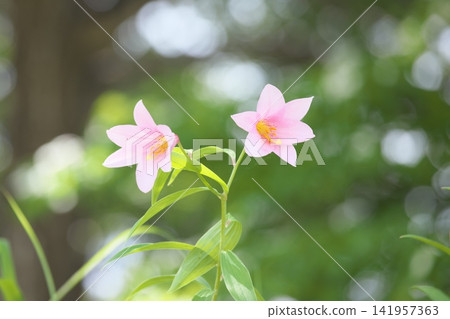 斑駁的陽光下，淡紫色的百合花盛開。 141957363