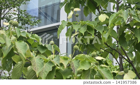 Unripe spherical fruit of Cornus kousa tree with blurred background Unripe spherical fruit of Cornus kousa tree with blurred background 141957386