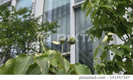 Unripe spherical fruit of Cornus kousa tree with blurred background 141957387