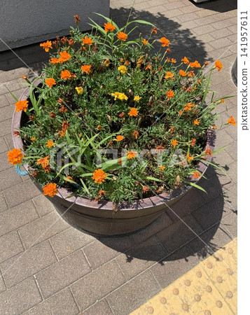 Bright orange flowers blooming in a planter Bright orange flowers blooming in a planter 141957611