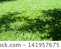 green grass background with shadows from trees 141957675