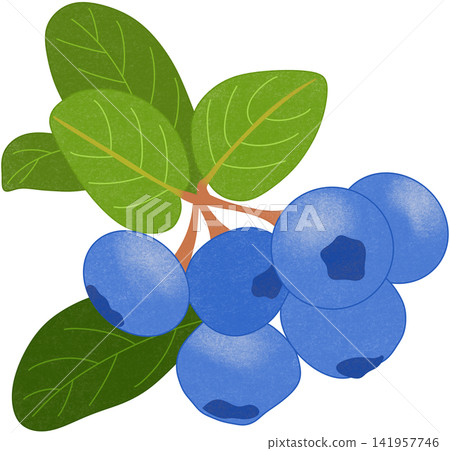 blue blueberry illustration 141957746