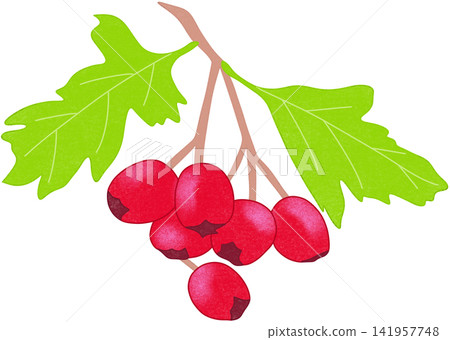 red hawthorn illustration 141957748