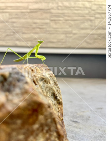 A young praying mantis stands proudly on a rock in summer | Insect, nature observation, web, and educational content A young praying mantis stands proudly on a rock in summer | Insect, nature observation, web, and educational content 141957774