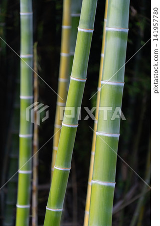 特寫鏡頭展現了光滑、淺色節狀的綠色竹子,背景則是深色的竹林。 特寫鏡頭展現了光滑、淺色節狀的綠色竹子,背景則是深色的竹林。 141957780