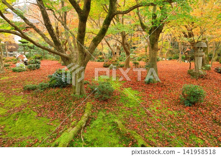Enkoji Temple Garden in Autumn (Kyoto City) Enkoji Temple Garden in Autumn (Kyoto City) 141958518