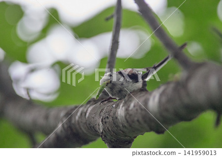 Long-tailed tit, predation, caterpillar, larvae, ecology Long-tailed tit, predation, caterpillar, larvae, ecology 141959013