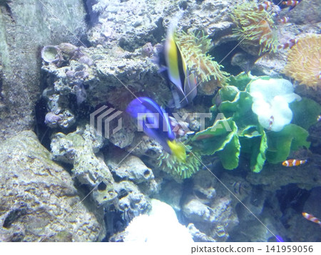 underwater world with corals and tropical fish underwater world with corals and tropical fish 141959056