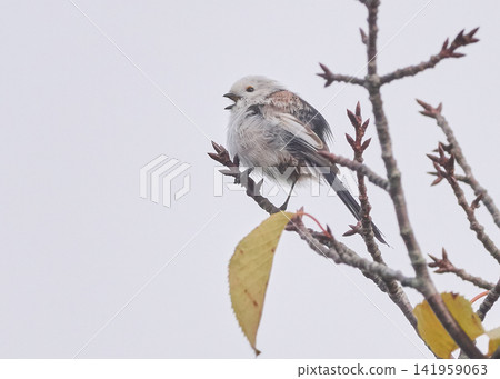 Long-tailed tit in autumn Long-tailed tit in autumn 141959063