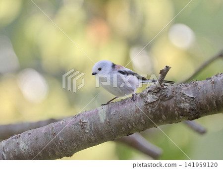 Long-tailed tit in autumn Long-tailed tit in autumn 141959120