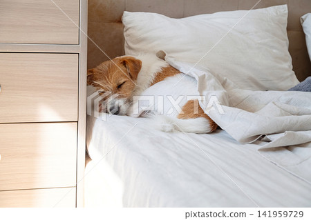 Small dog sleeping comfortably under white blanket on bed. Small dog sleeping comfortably under white blanket on bed. 141959729