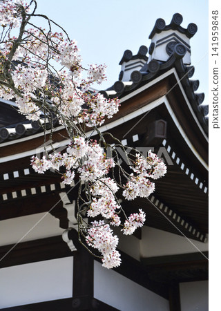 Cherry blossoms at Tachibana-dera Temple (Nara) Cherry blossoms at Tachibana-dera Temple (Nara) 141959848