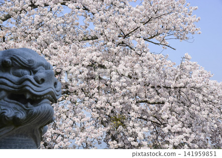 Cherry blossoms and guardian lion-dogs at the east gate of Tachibana-dera Temple (Nara) Cherry blossoms and guardian lion-dogs at the east gate of Tachibana-dera Temple (Nara) 141959851