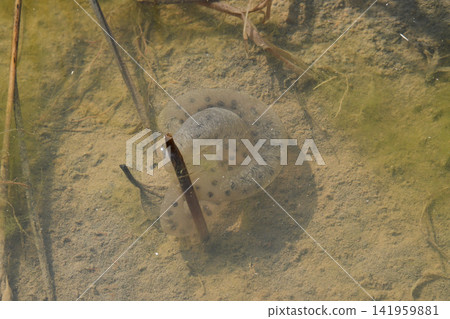 Tokyo salamander eggs in fallow rice fields Tokyo salamander eggs in fallow rice fields 141959881
