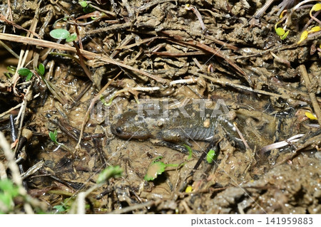 Tokyo salamanders waiting for spring Tokyo salamanders waiting for spring 141959883