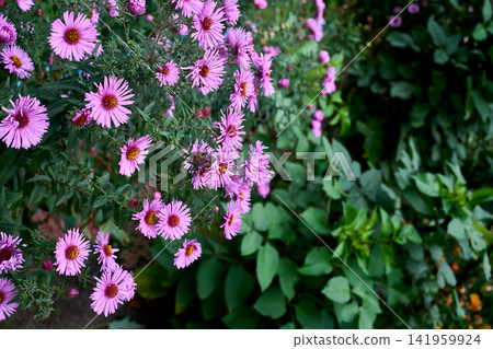 Perfume mood.Bush of pink New Belgian aster Symphyotrichum novi belgii Perfume mood.Bush of pink New Belgian aster Symphyotrichum novi belgii 141959924