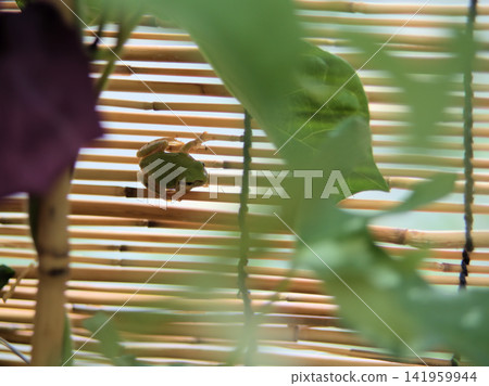 A tree frog cooling off under a reed screen in the humid July heat. A tree frog cooling off under a reed screen in the humid July heat. 141959944