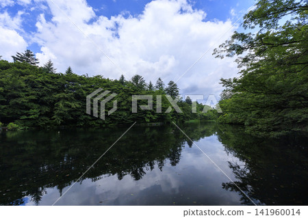 輕井澤町熊場池的夏日風光 輕井澤町熊場池的夏日風光 141960014