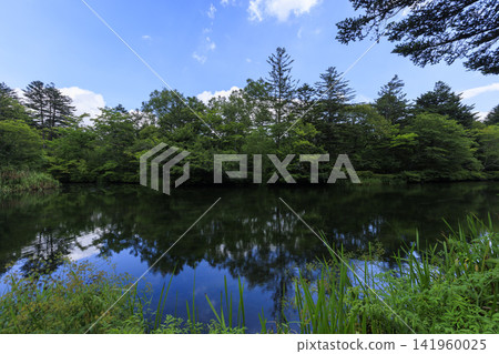 輕井澤町熊場池的夏日風光 輕井澤町熊場池的夏日風光 141960025