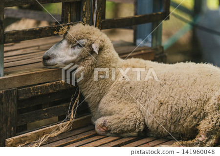 sheep resting in a wooden enclosure sheep resting in a wooden enclosure 141960048