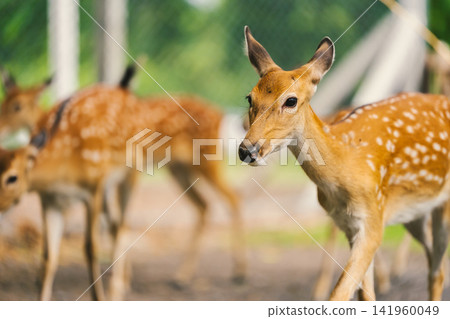 herd of deer in park, walking and looking around herd of deer in park, walking and looking around 141960049